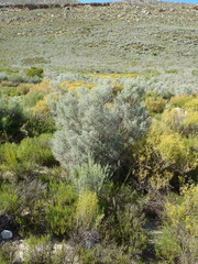 Aspalathus pedunculata