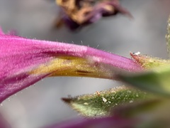 Diplacus cusickioides