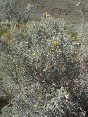 Aspalathus pedunculata