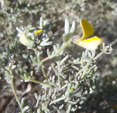 Aspalathus pedunculata