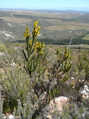 Aspalathus sceptrum-aureum