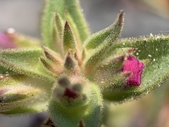 Diplacus cusickioides