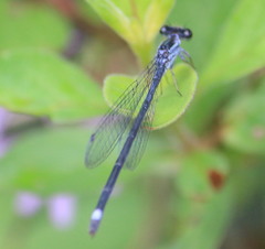 Image of Apanisagrion lais