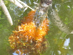 Ecteinascidia turbinata