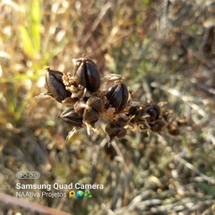 Dyckia tuberosa