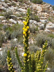 Aspalathus sceptrum-aureum