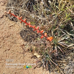 Dyckia tuberosa