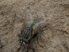 Sarconesia chlorogaster