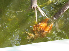 Ecteinascidia turbinata