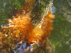 Ecteinascidia turbinata