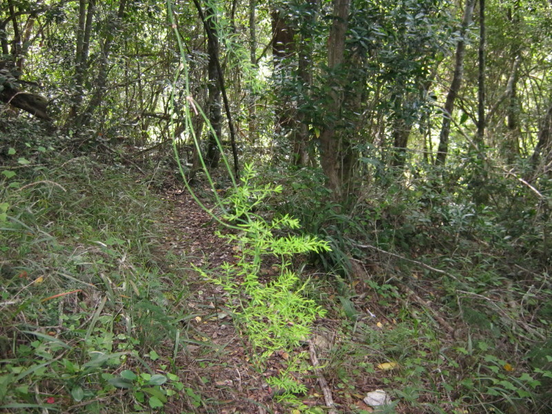 Asparagus densiflorus