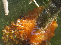 Ecteinascidia turbinata