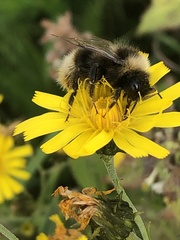 Bombus quadricolor