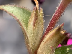 Diplacus cusickioides