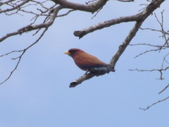 Eurystomus glaucurus suahelicus