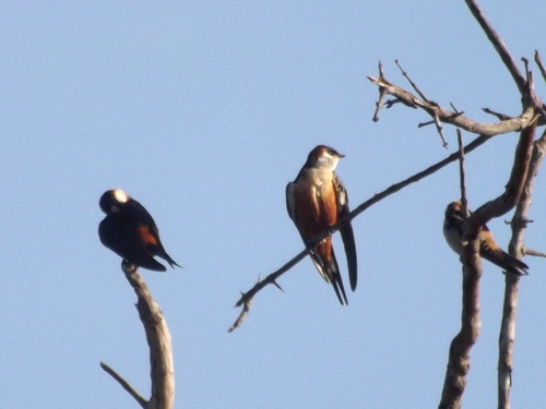 Subspecies Cecropis senegalensis monteiri · iNaturalist