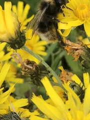 Bombus quadricolor
