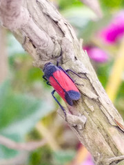 Cardioscarta flavifrons