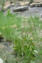 Brachystelma filifolium