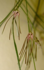 Brachystelma filifolium