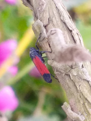 Cardioscarta flavifrons