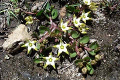 Brachystelma stellatum