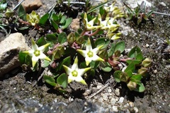 Brachystelma stellatum