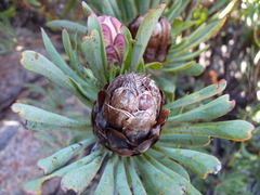 Protea canaliculata