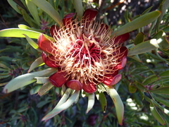 Protea canaliculata