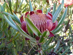 Protea canaliculata