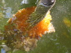 Ecteinascidia turbinata