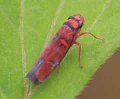 Erythrogonia jucunda