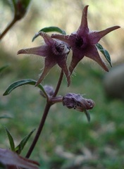 Brachystelma tuberosum