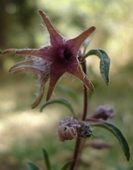 Brachystelma tuberosum