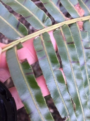 Telmatoblechnum indicum