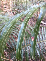 Telmatoblechnum indicum