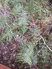 Telmatoblechnum indicum