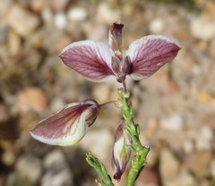 Polygala microlopha