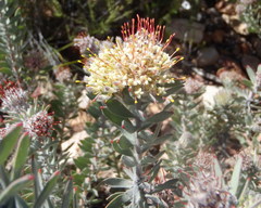Leucospermum wittebergense