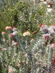 Leucospermum wittebergense