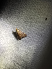 Hypsopygia rubidalis