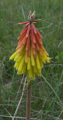 Kniphofia linearifolia