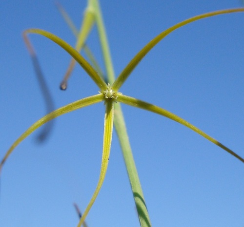 Macropetalum burchellii Decne.