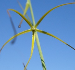 Brachystelma burchellii