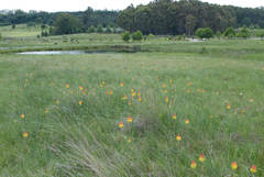 Kniphofia linearifolia