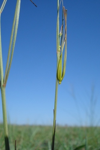 Macropetalum burchellii Decne. 2