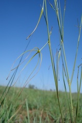 Brachystelma burchellii