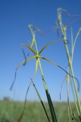 Brachystelma burchellii