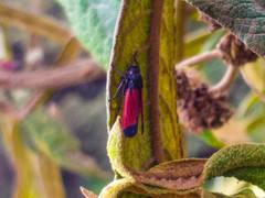 Cardioscarta flavifrons