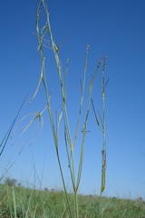 Brachystelma burchellii